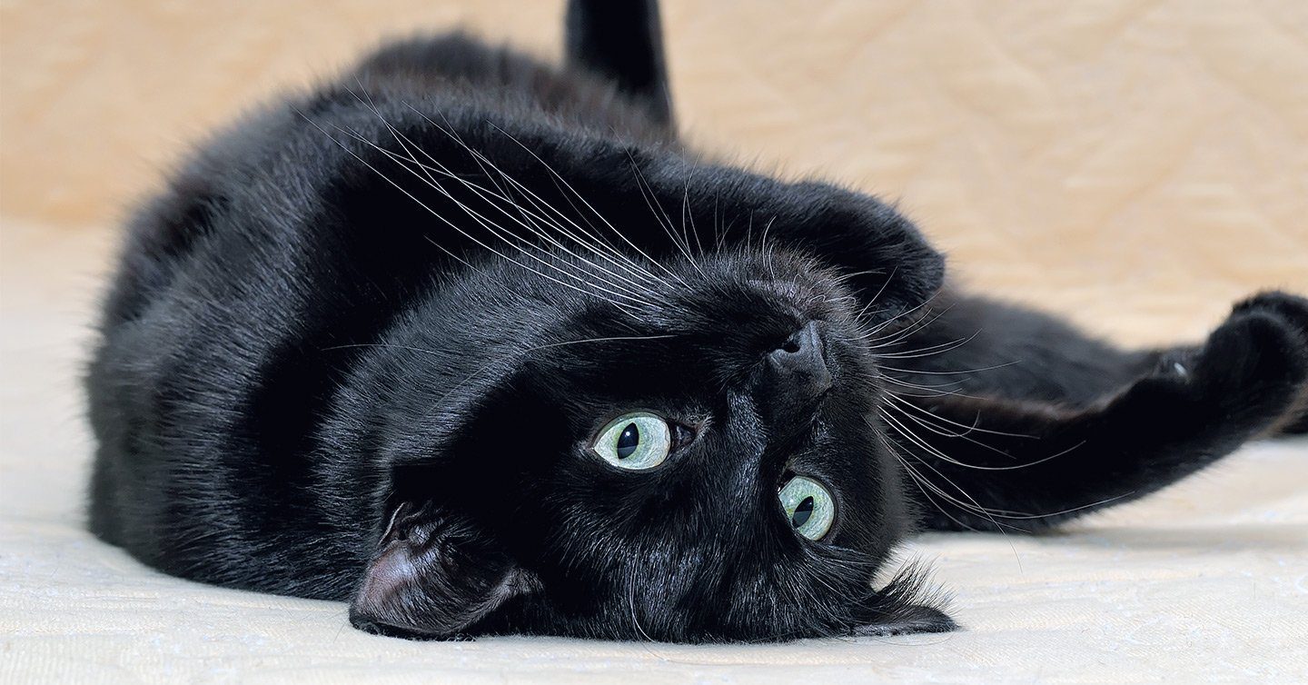 Sexta-feira 13  Os gatos pretos mais ICÔNICOS da Cultura Pop