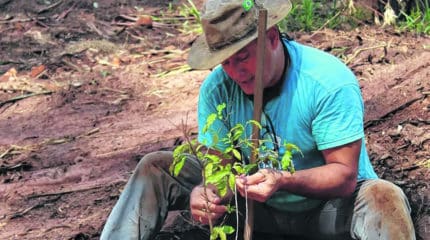 Aproximadamente 30 mudas de árvores nativas serão plantadas na Feena.
