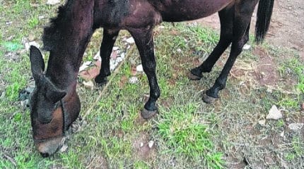 Burro é resgatado após sofrer maus-tratos.