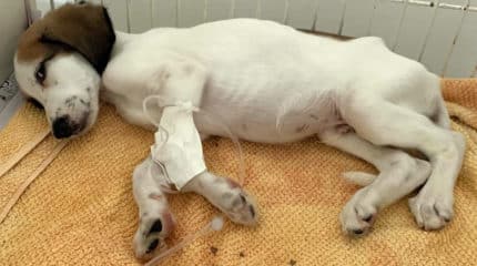 Polícia Civil encontra homem que abandonou dois filhotes de cães em praça pública.