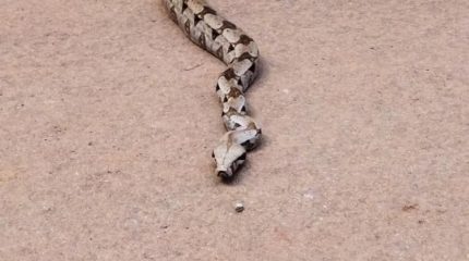 Jiboia na Feena - Animal é flagrado na Floresta Estadual em Rio Claro.