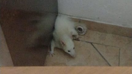 Gambá albino raro aparece em casa no Inocoop, em Rio Claro e família aciona resgate