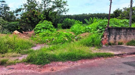 Mato alto, animais peçonhentos e falta de segurança preocupam população.