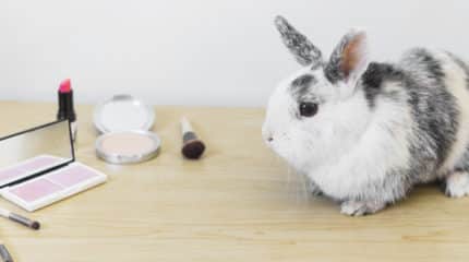 Governo proíbe uso de animais em testes para cosméticos e perfumes