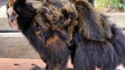 Primata gestante precisou ser submetida a uma cesárea; ameaçados de extinção, animais são exclusivos da Mata Atlântica