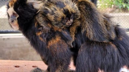 Primata gestante precisou ser submetida a uma cesárea; ameaçados de extinção, animais são exclusivos da Mata Atlântica