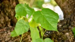 Rio Claro realiza nos dias 2 e 3 de junho a 1ª Expo Ambiental