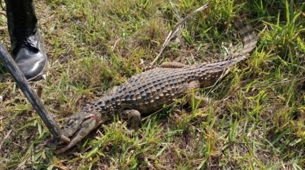 Jacaré é capturado em acostamento na Wilson Finardi.