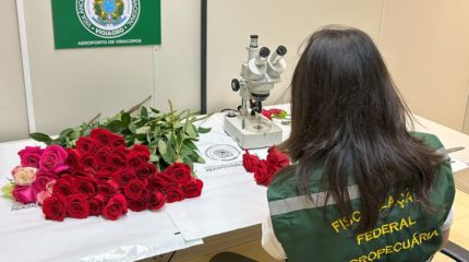 Vigiagro fiscaliza 50 toneladas de rosas para o Dia dos Namorados