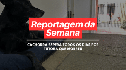 Cachorra espera todos os dias por tutora que morreu.