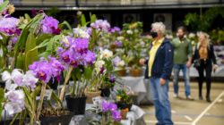 77ª Exposição Nacional de Orquídeas será neste final de semana em Rio Claro