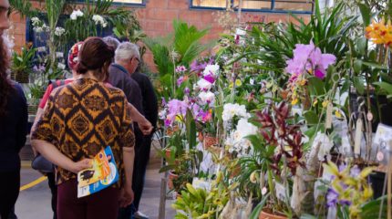 Orquídeas encantam em exposição no Claretiano.