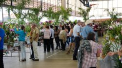 Orquídeas encantam em exposição no Claretiano
