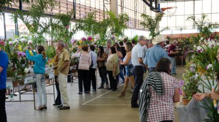 Orquídeas encantam em exposição no Claretiano