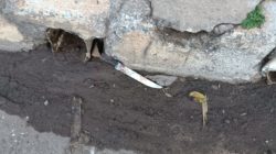 Homem é morto a facadas em Santa Gertrudes na manhã desta quinta-feira