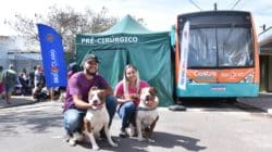 Rio Claro castrou gratuitamente 312 animais no sábado e domingo (20), atendendo 200 cães e 112 gatos, machos e fêmeas.