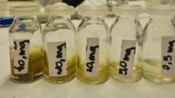 Estudo avalia Cannabis para combater carrapatos em pets