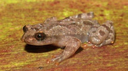 Batizado de C. serranegra, sapo vive apenas no Parque Estadual da Serra Negra, em Minas Gerais. Brasil é o país com maior número de espécies conhecidas de anfíbios