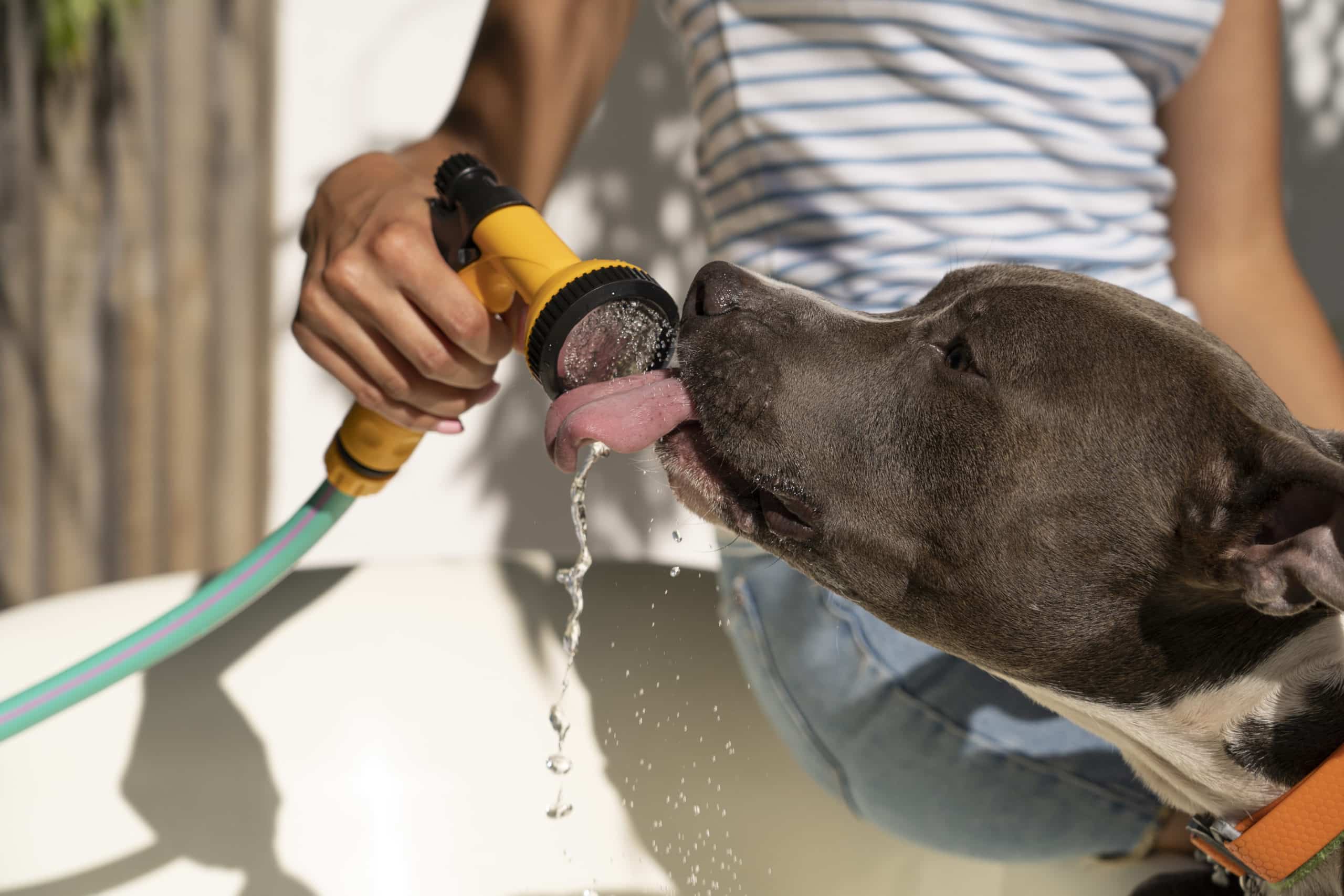 Cachorro se refrescando: calor intenso exige cuidados