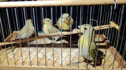 Flagrante de tráfico de aves silvestres na rodovia Washington Luís