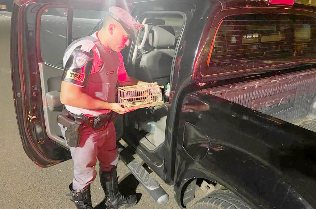 Flagrante de tráfico de aves silvestres na rodovia Washington Luís