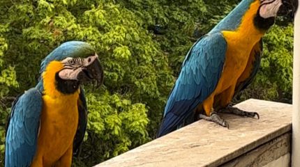 Araras visitam sacada de apartamento no Centro