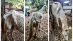 Cavalos vítimas de maus-tratos são salvos pela Patrulha de Proteção Animal da GCM
