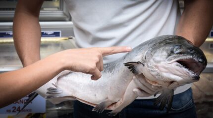 No caso de pescado fresco deve-se observar a superfície do corpo, que deve ter um brilho metálico com escamas aderentes à pele e nadadeiras resistentes.