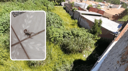 Aldaiana Caritá, que mora naquele bairro, diz que encontrou 8 escorpiões em 2024 e até o momento, nos últimos meses, já foram dois.