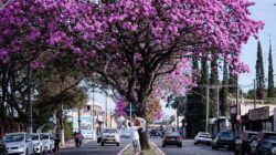 Na Avenida 40, sequência de ipês rosa chama a tenção e atrai visitante. Fotógrafa Ana Júlia com Rafael e Benício