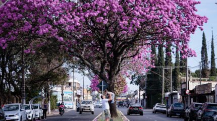 Na Avenida 40, sequência de ipês rosa chama a tenção e atrai visitante. Fotógrafa Ana Júlia com Rafael e Benício