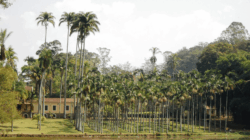 O Horto Florestal Edmundo Navarro de Andrade, hoje Floresta Estadual Edmundo Navarro de Andrade, foi criado em 1909