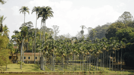 O Horto Florestal Edmundo Navarro de Andrade, hoje Floresta Estadual Edmundo Navarro de Andrade, foi criado em 1909