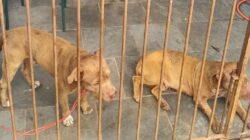Uma mulher foi atacada por pitbull na Rua 3 do bairro Jardim Novo, em Rio Claro, após tentar apartar briga de cães. GCM e Samu foram acionados.