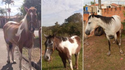 Uma égua e dois cavalos pampa estão desaparecidos após escaparem de um pasto em Rio Claro