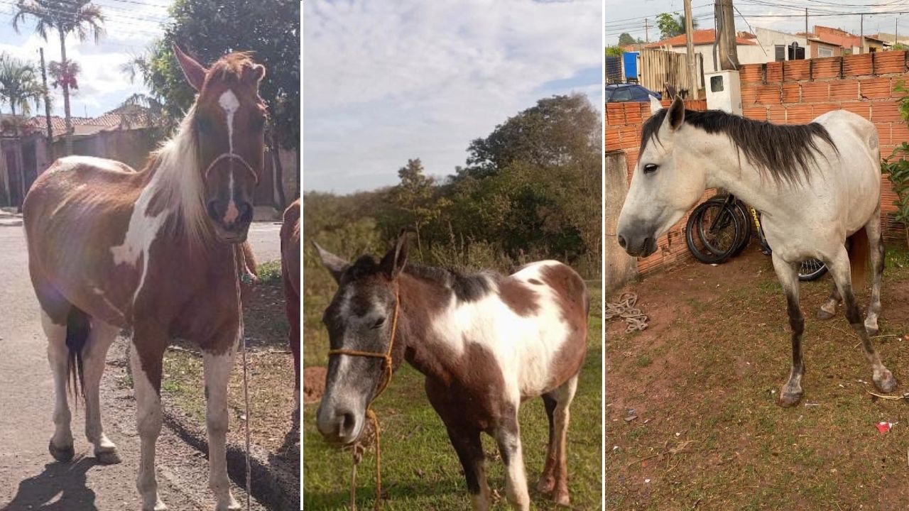 Uma égua e dois cavalos pampa estão desaparecidos após escaparem de um pasto em Rio Claro