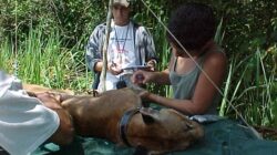 Alunos do curso de Ecologia da Unesp em procedimento de coleta de amostras em campo. Foto: Arquivo Unesp/Jornal da Unesp/Divulgação