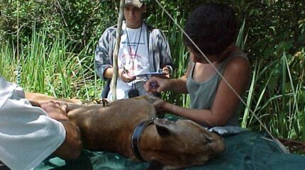 Alunos do curso de Ecologia da Unesp em procedimento de coleta de amostras em campo. Foto: Arquivo Unesp/Jornal da Unesp/Divulgação