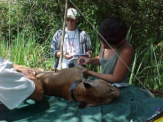 Alunos do curso de Ecologia da Unesp em procedimento de coleta de amostras em campo. Foto: Arquivo Unesp/Jornal da Unesp/Divulgação