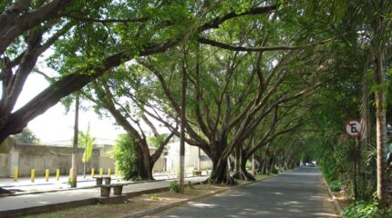 Avenida da Saudade em Rio Claro no ano de 2020. (Imagem: Google Maps)