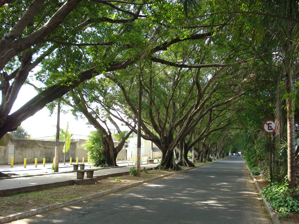 Avenida da Saudade em Rio Claro no ano de 2020. (Imagem: Google Maps)