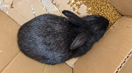 Coelho estava em uma caixa com um pouco de ração. Foto: GCM Rio Claro