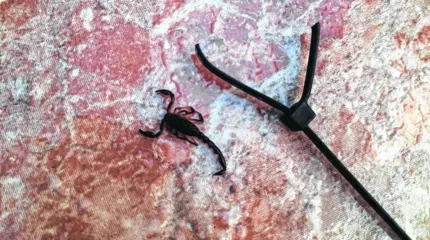 Escorpião encontrado em residência no Jd. São Paulo