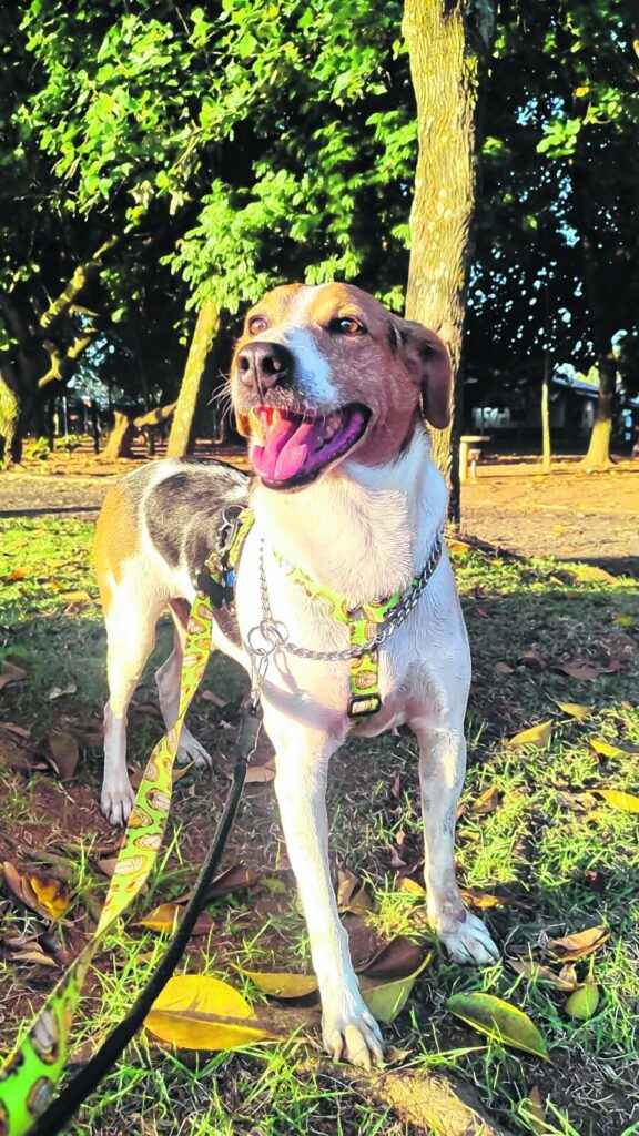 Tarzan está disponível para adoção