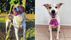 Tarzan é um simpático cão que busca um lar; Lindinha também quer uma família para chamar de ‘sua’